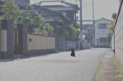 日向ぼっこ、見つめる猫