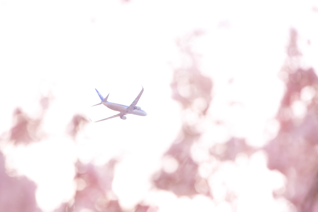 桜と飛行機