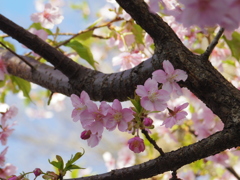 フライング桜