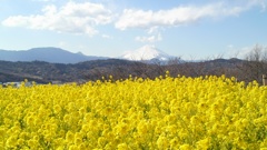 菜の花盛り