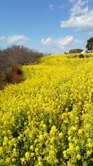 菜の花盛り