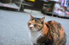 看板猫悟り猫