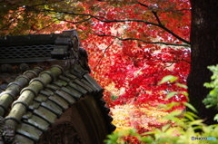 石油王の館(庭編⑱)