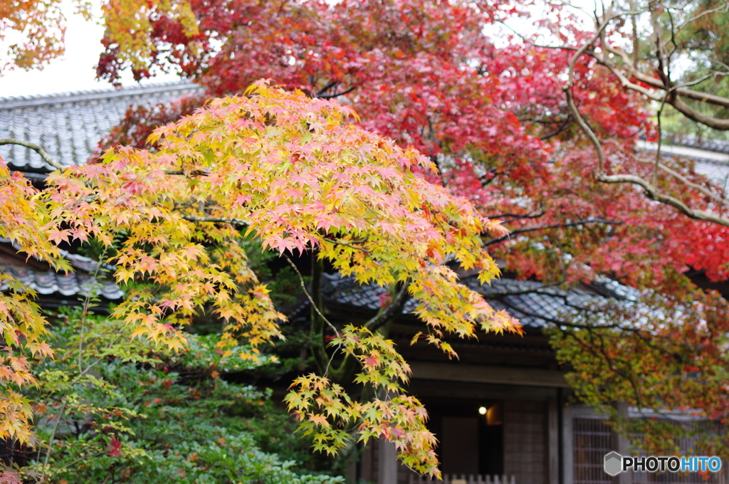 石油王の館(庭編③)