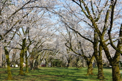 村松公園⑬