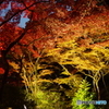 弥彦紅葉狩り