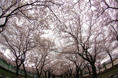 高田公園⑥