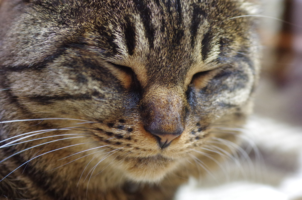 名前は「ちょび」