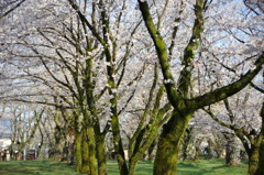 村松公園⑮