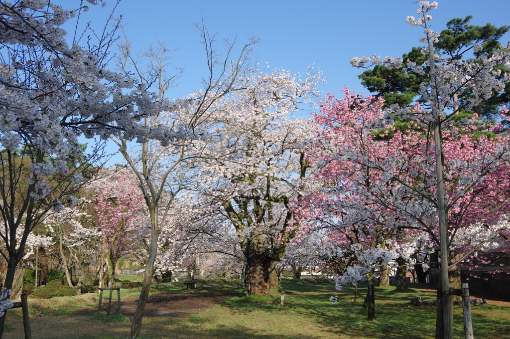 村松公園⑯