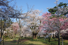 村松公園⑯