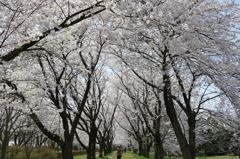 加治川堤⑤