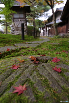 紅葉最盛期