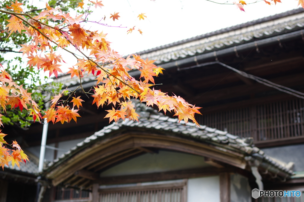 石油王の館(庭編⑨)
