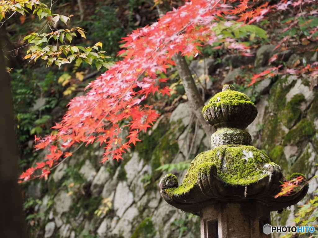 石油王大庭園②