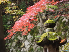 石油王大庭園②