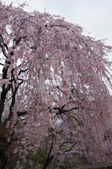 上田城跡公園⑥