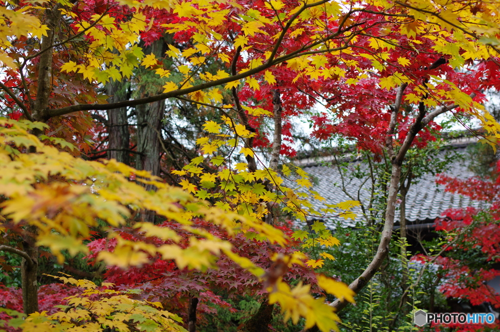 石油王の館(庭編④)