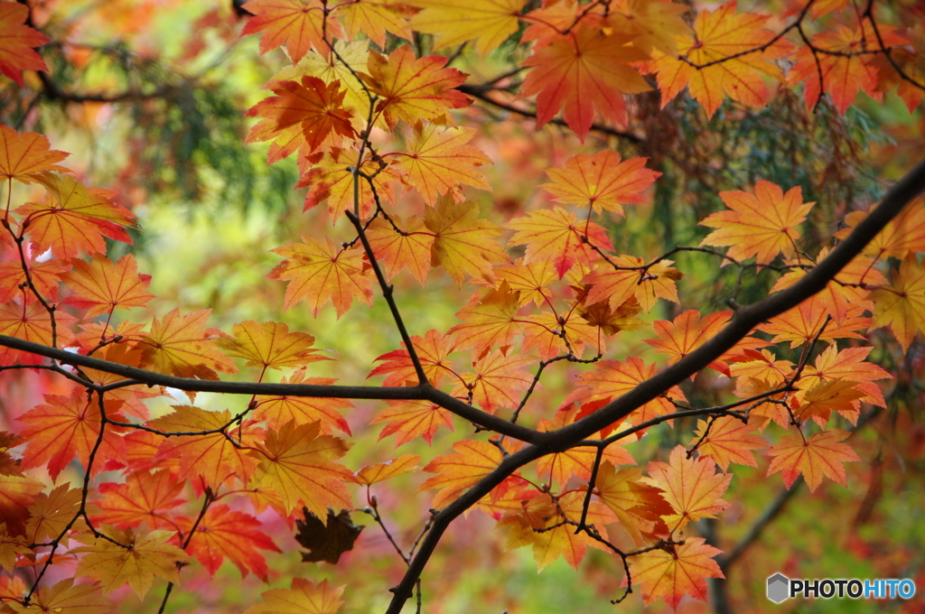 ＯＲＡＮＧＥ