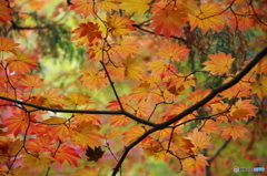 ＯＲＡＮＧＥ