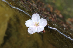 弥彦公園⑤
