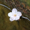 弥彦公園⑤