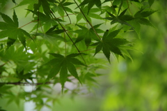 新緑①