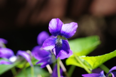 自宅の花シリーズ⑥