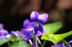 自宅の花シリーズ⑥