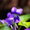 自宅の花シリーズ⑥