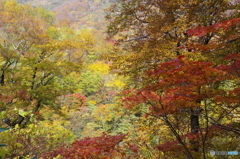 秋イロ