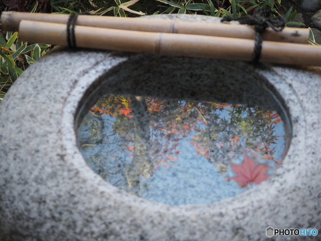 水面紅葉