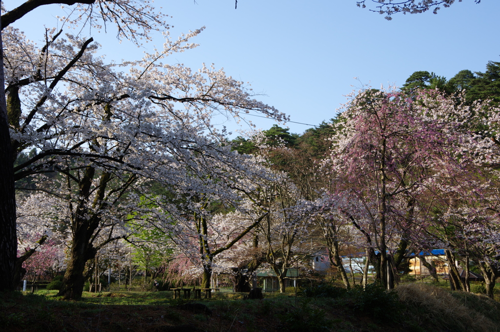 村松公園⑧