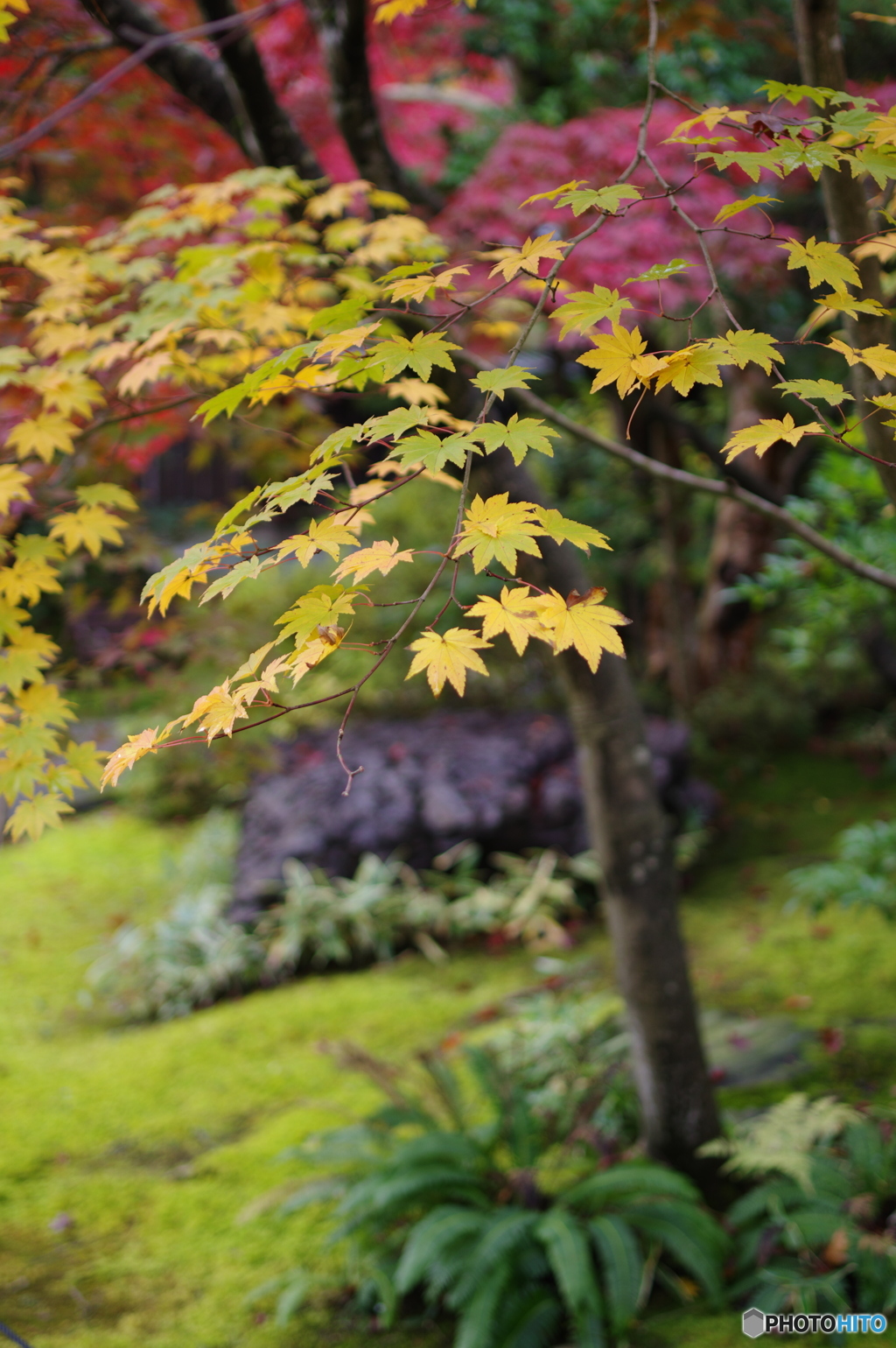石油王の館(庭編⑤)