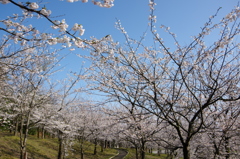 村松公園26