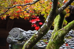 石油王の館(庭編⑯)