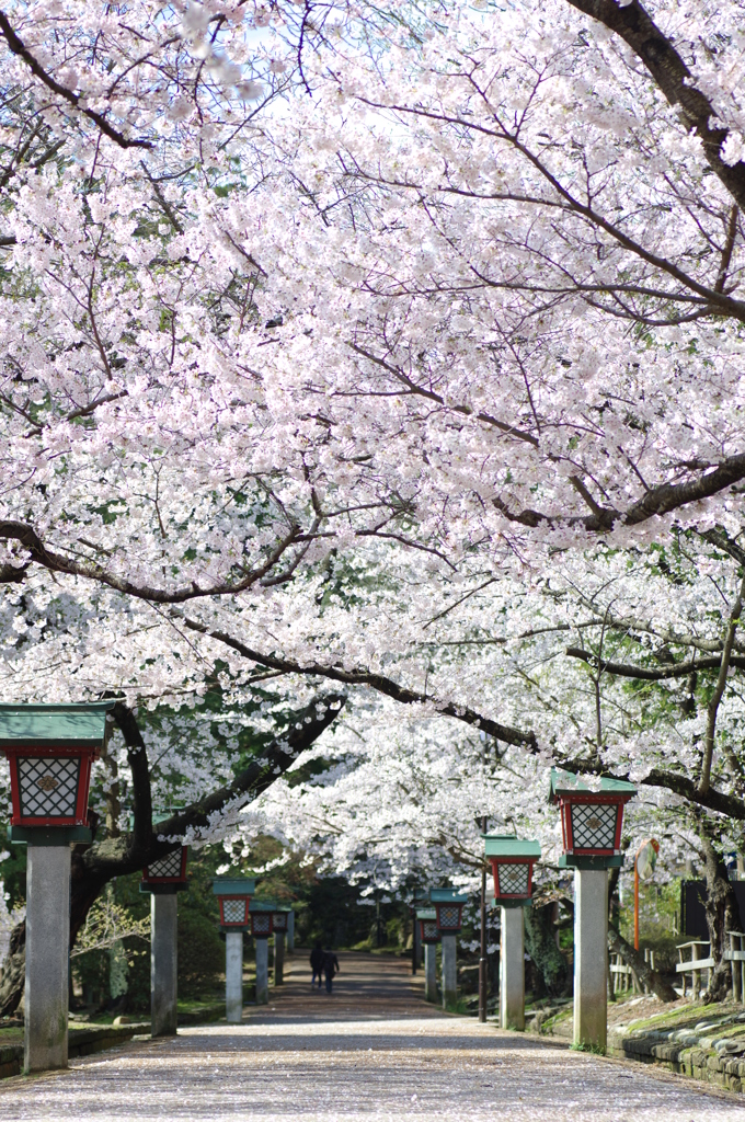 弥彦公園③