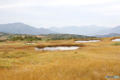 苗場山山頂湿地帯①