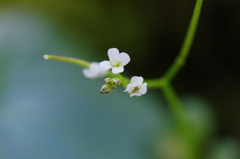 自宅の花シリーズ⑦