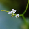 自宅の花シリーズ⑦