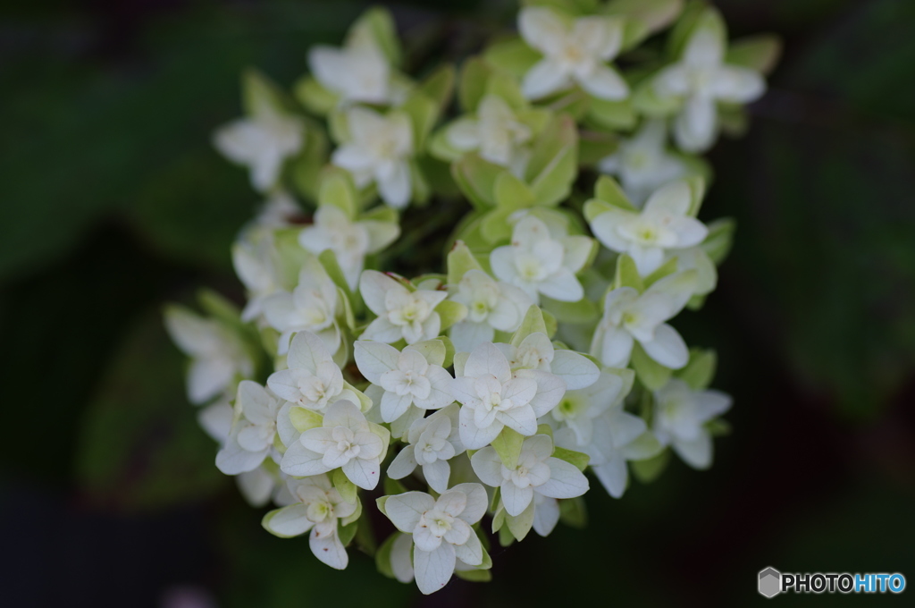 紫陽花の仲間？