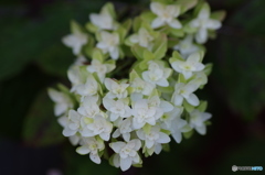 紫陽花の仲間？