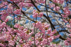 村松公園32