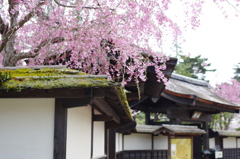 鶴ヶ城境内②