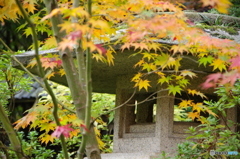 石油王の館(庭編⑰)