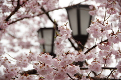 高遠城址公園⑥