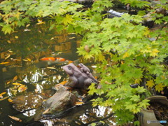 紅葉と蛙と鯉
