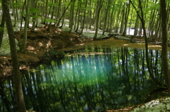 美人林の池①