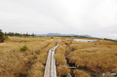 苗場山山頂湿地帯②