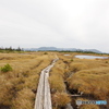 苗場山山頂湿地帯②